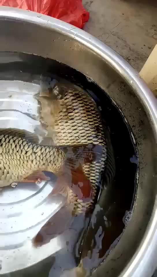 小目鱼最新爆料视频大全,揭秘娱乐圈幕后真相